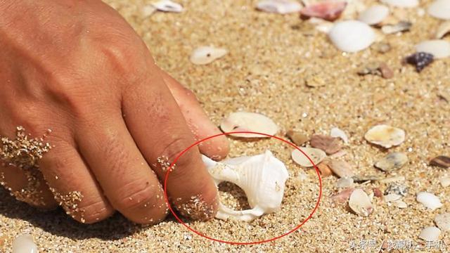 泰国旅游的时候为什么不能在海边捡贝壳