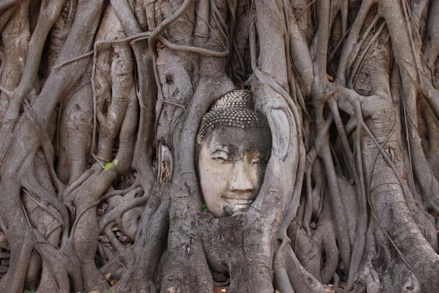 佛头被树抱了数百年，意外成为旅游胜地