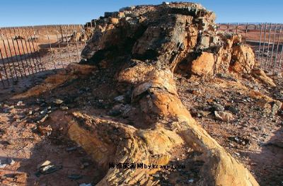 硅化木-恐龙国家地质公园