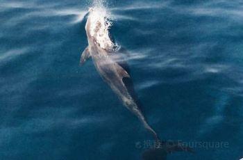 Red Sea Dolphin
